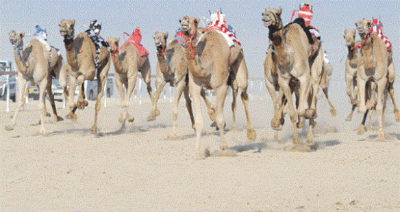 ولاية عبري تستضيف سباق الهجن الثالث