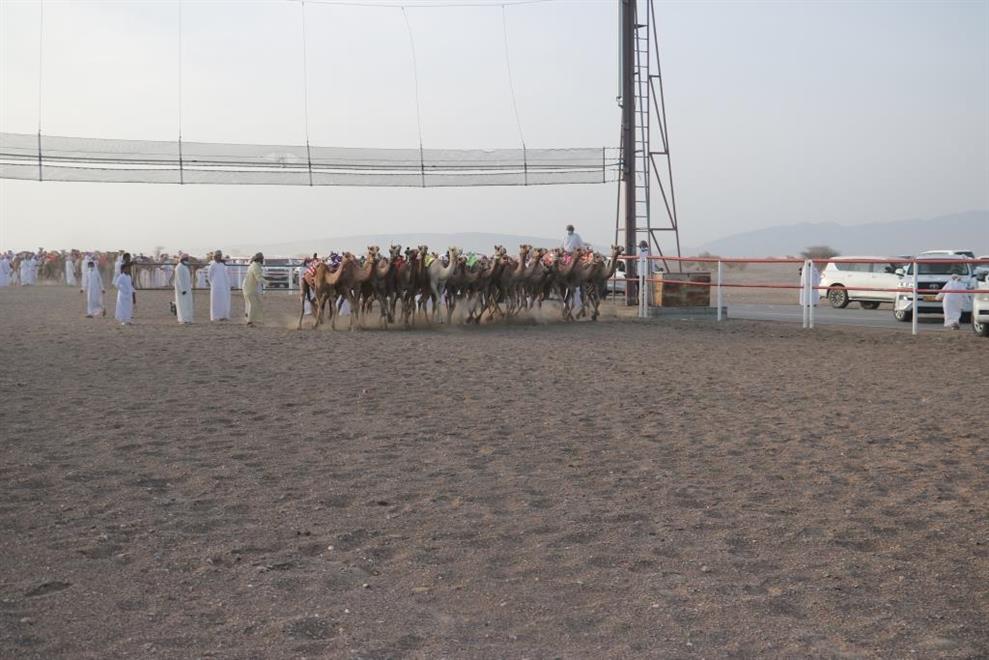 انطلاق منافسات سباقات الهجن في 7 محافظات بالسلطنة