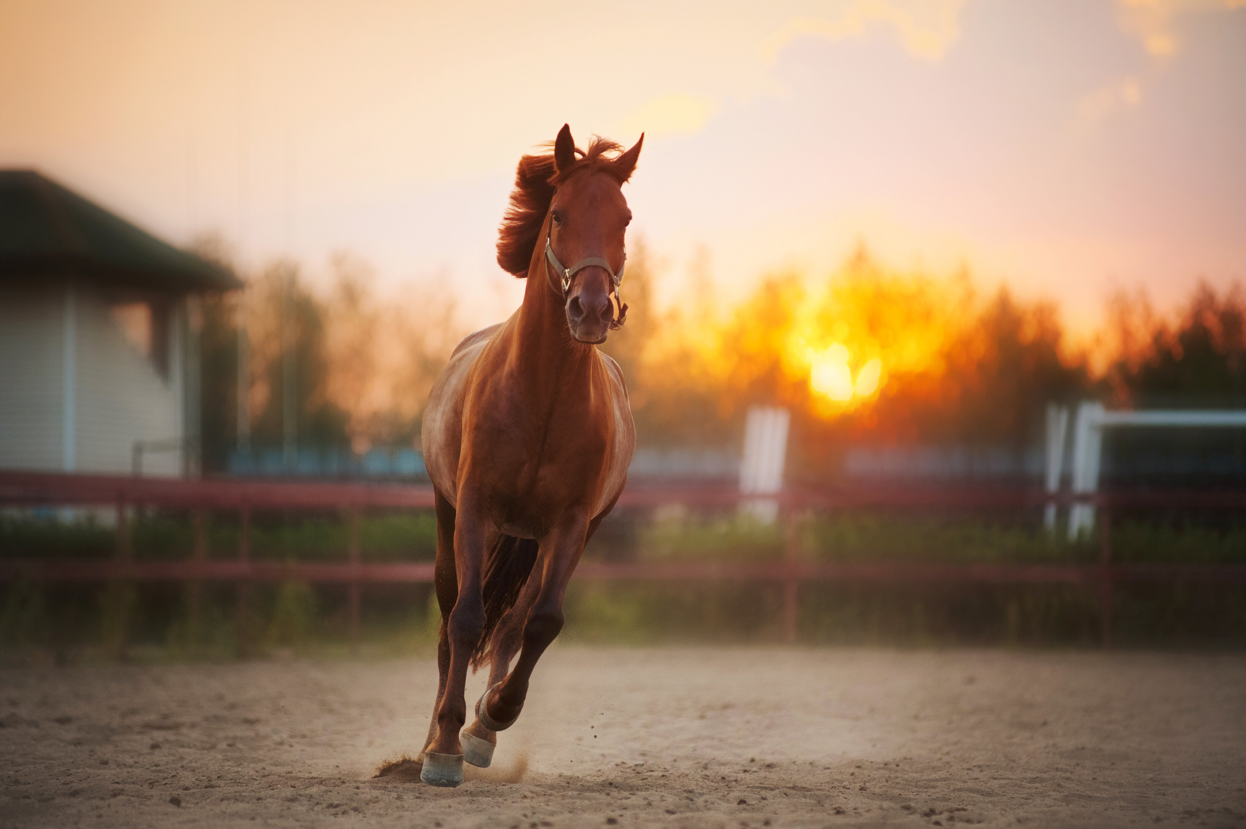 مرض الرُّعام.. خطر على الخيل وفارسه