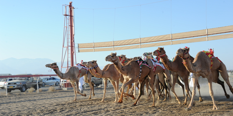 الخميس المقبل.. ختام منافسات السباق الختامي على كأس جلالةِ السُّلطان المعظم للهجن بولاية بركاء