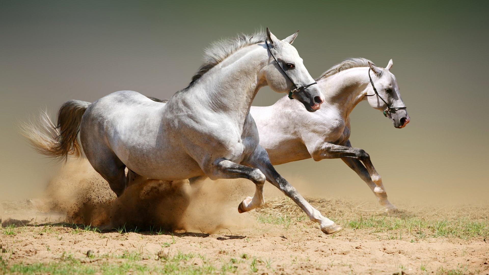 العنف ضد سباق الخيول