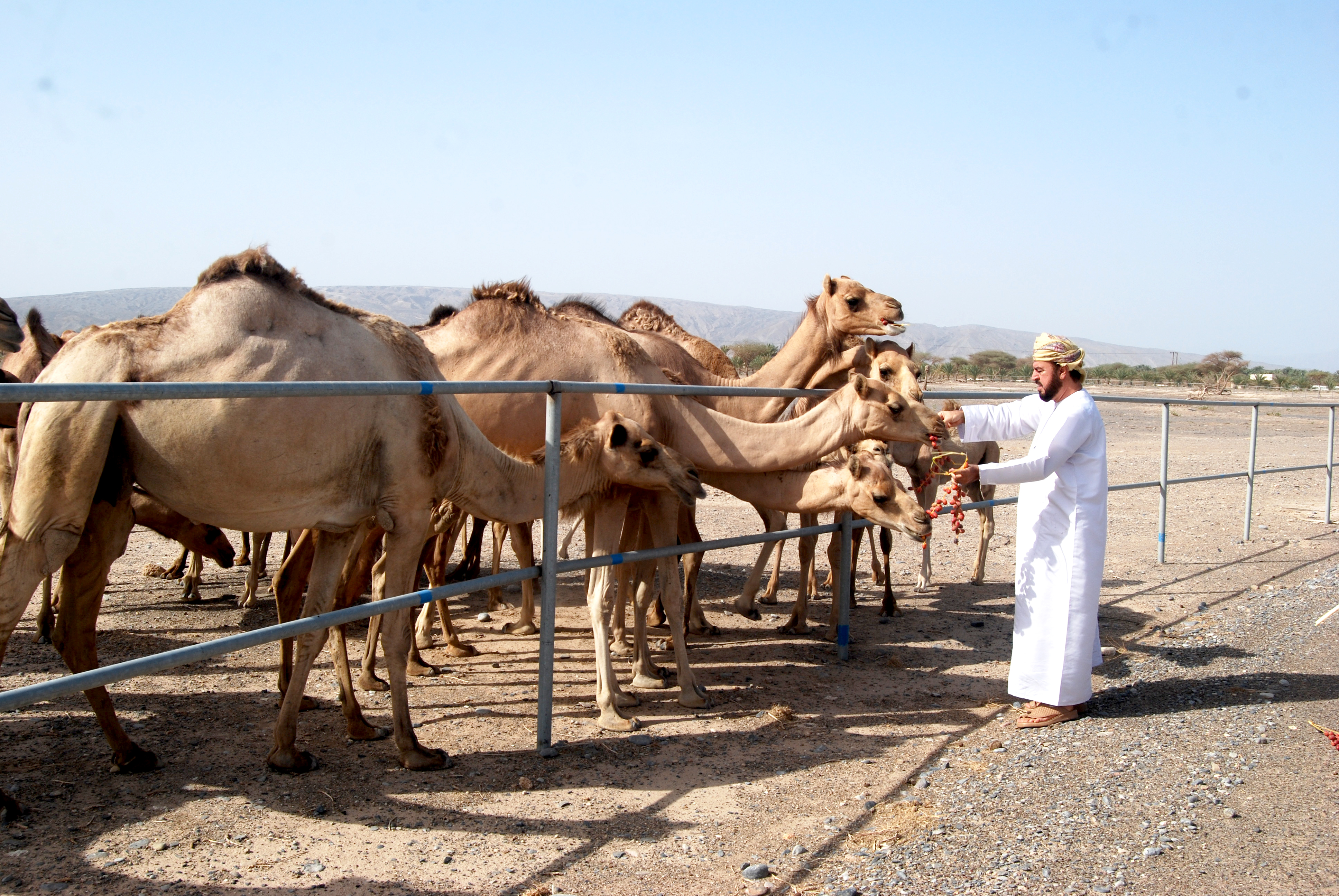 إهتمام صاحب السمو السيد أسعد بن طارق آل سعيد وحبه لرياضة سباقات الهجن