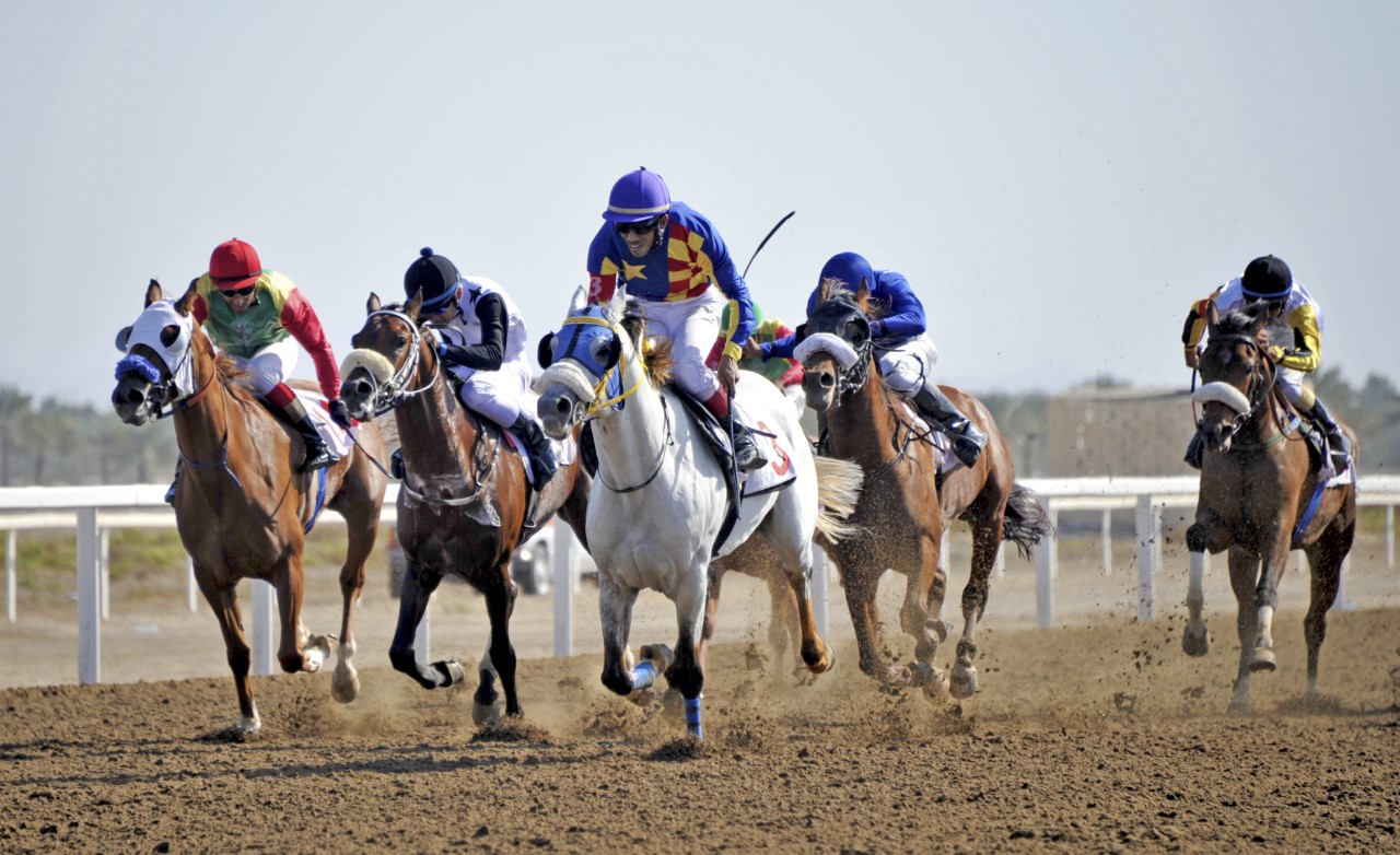 منافسات سباق الخيل العاشر على مضمار الرحبة
