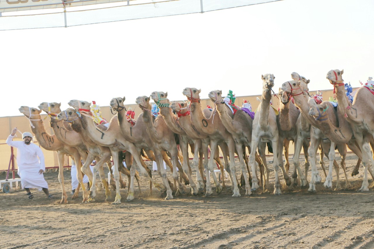 ميدان البشائر يشهد سباق الهجن الأسبوع القادم بمشاركة محلية وخليجية