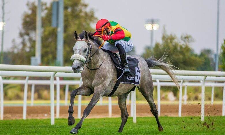 الخيالة السلطانية تحقق مراكز متقدمة على مضمار العين الإماراتي