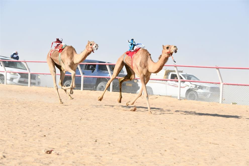 الهجانة السلطانية تختتم فعاليات الهجن بثمريت