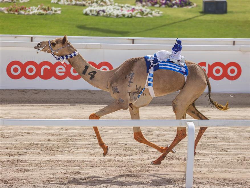 هجن السلطنة تواصل تحقيق المراكز الأولى بقطر