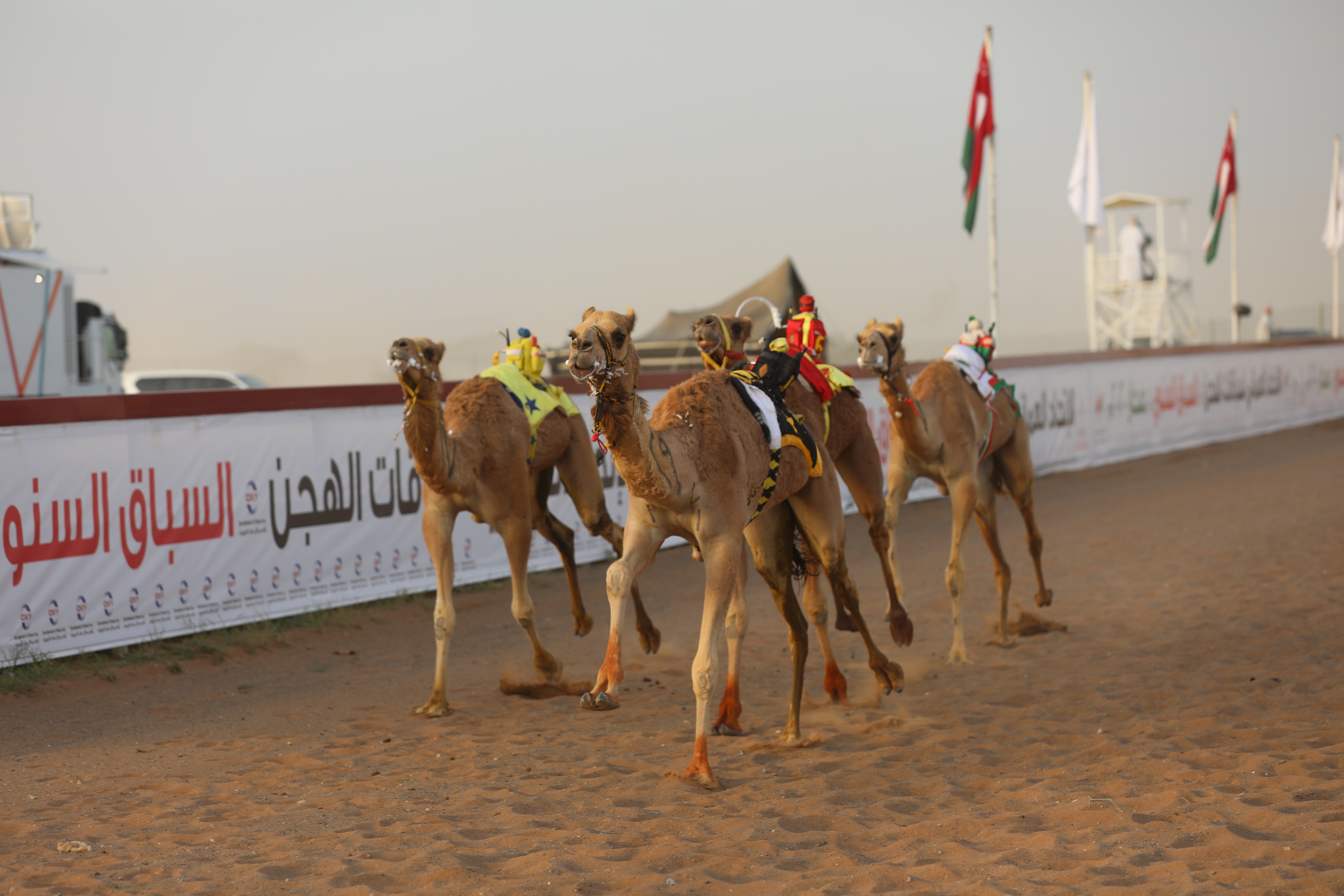 انطلاق منافسات السباق السنوي للهجن علي ميدان صحار