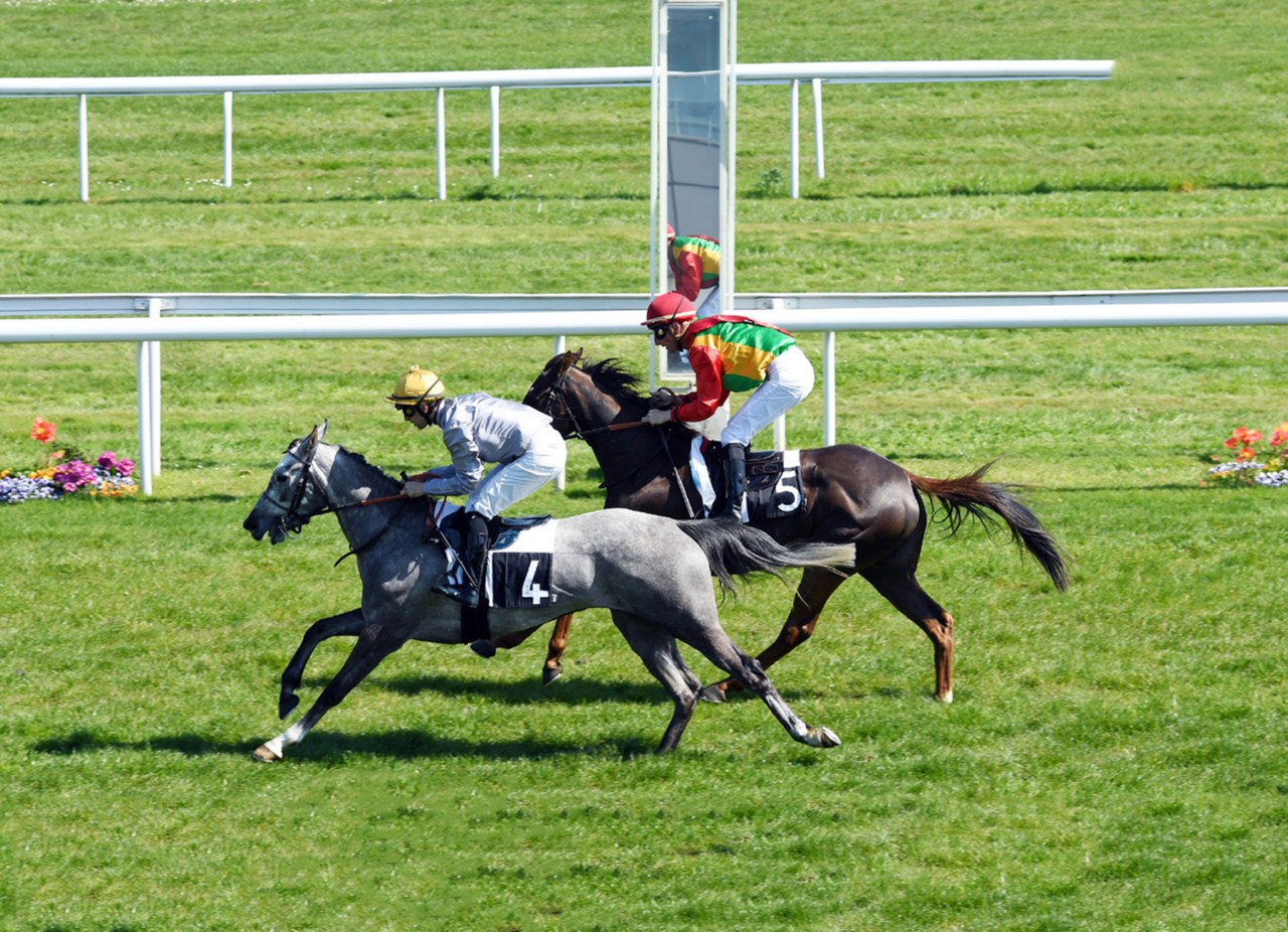 المهر "السهيل" للخيالة السلطانية يحل وصيفا بفرنسا