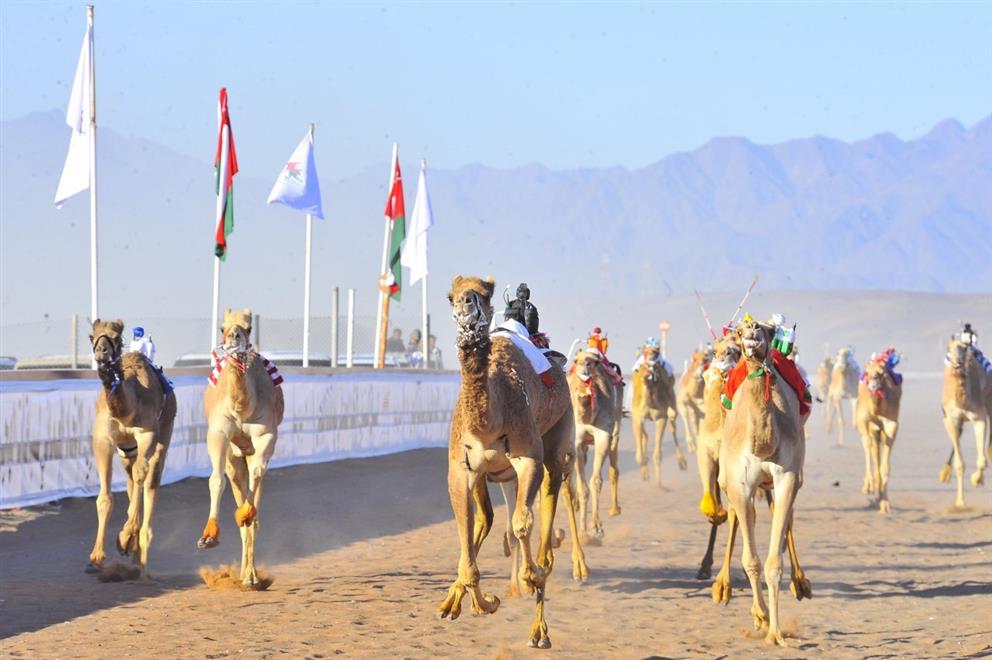 تنطلق يوم الجمعة القادم السباقات التأهيلية للهجن المخصصة لفئة "الفطامين والحقايق"