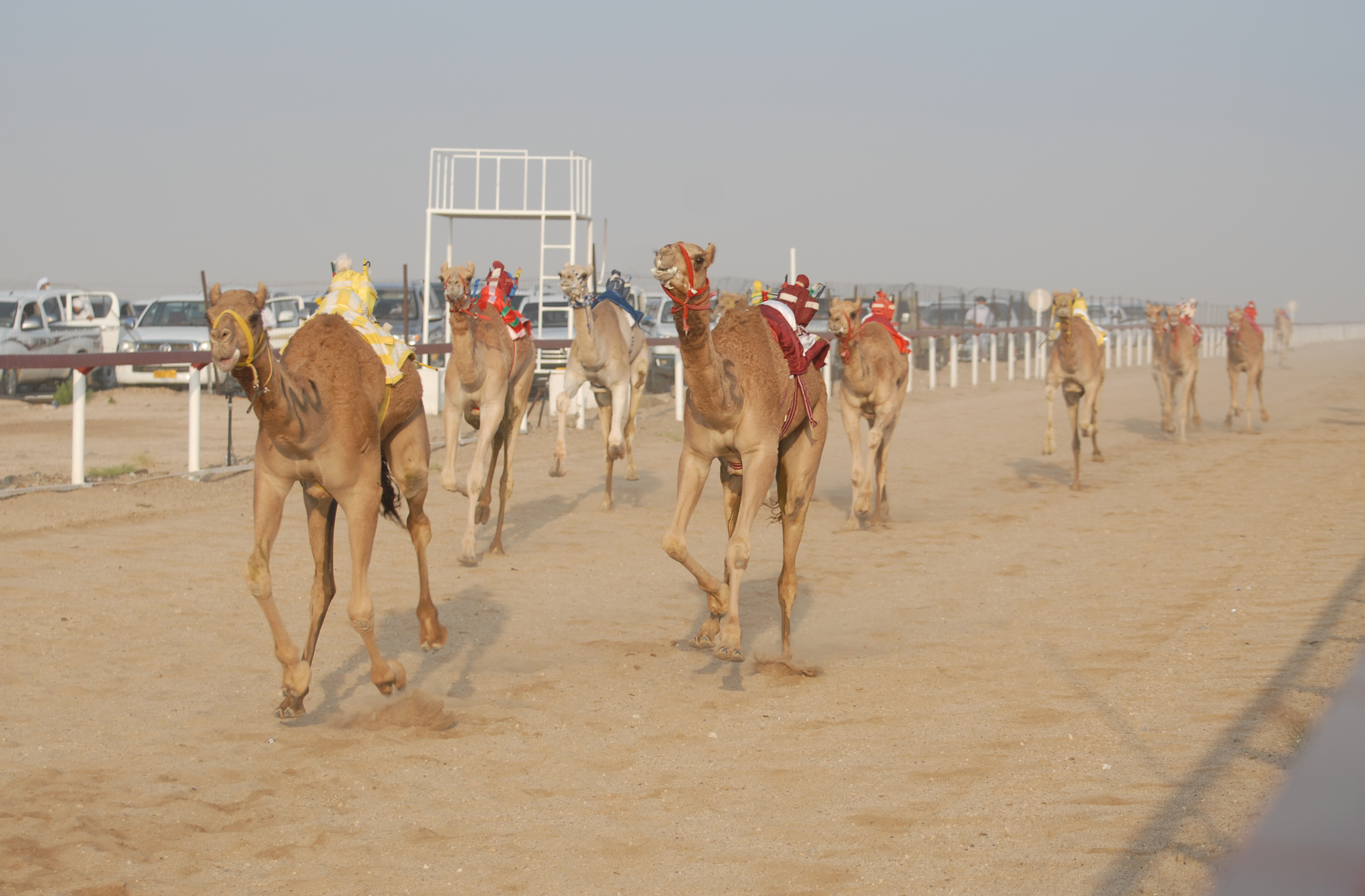 المضيبي تستضيف غدا سباق الهجن الثالث