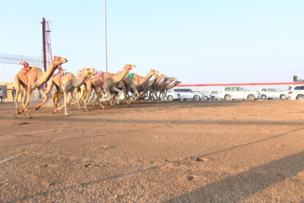 ختام سباق الهجن بأدم