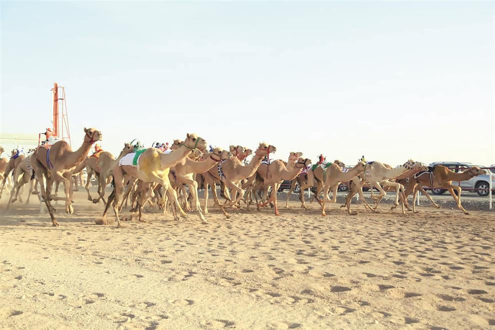سباق الهجن بولاية أدم ينطلق الخميس القادم