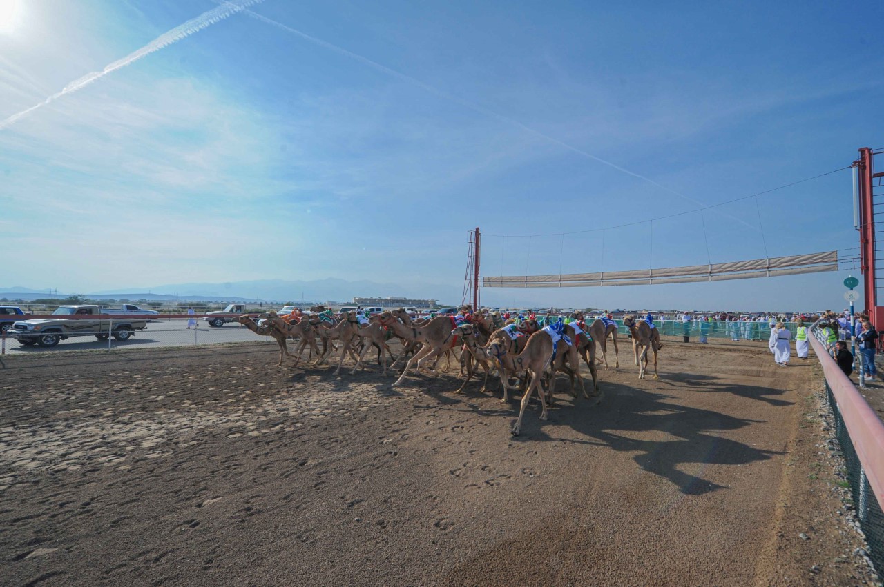 ولاية بركاء / سباق الهجن