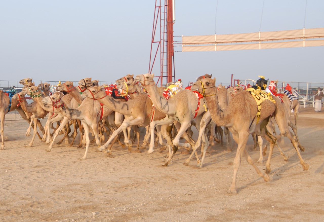 اختتام المحطة الثالثة من سباقات الهجن الأهلية الثامن عشر بميدان الأبيض بالمضيبي