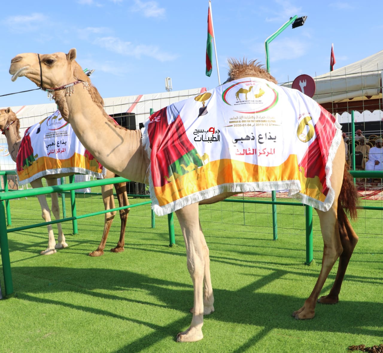 فعاليات اليوم الثالث لمهرجان مزاينة الإبل السادس بولاية عبري