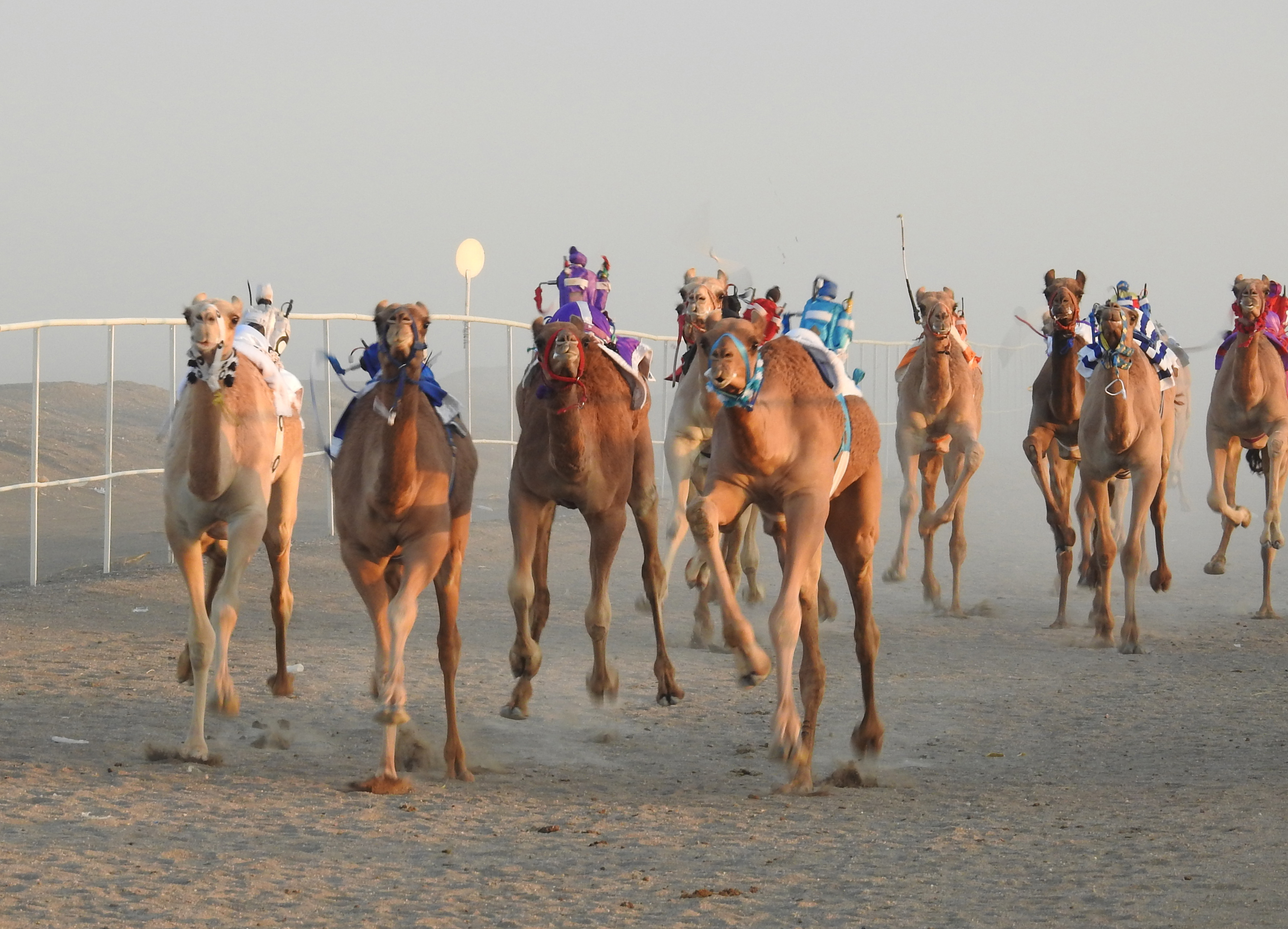 منافسات اليوم الثاني للسباق السنوي للهجن على ميدان صحار