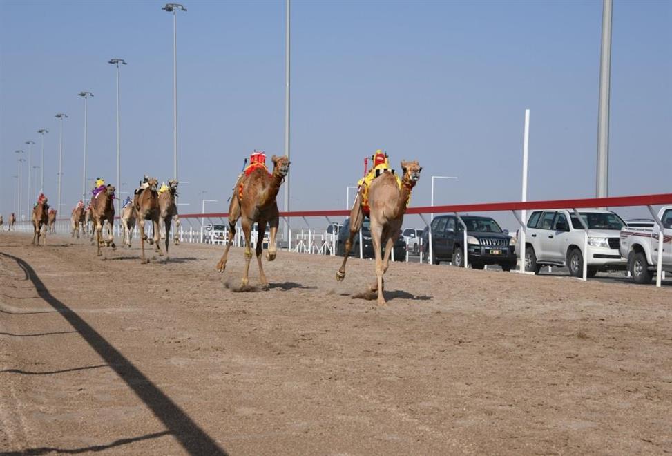 الخميس.. انطلاق منافسات الهجن في 7 محافظات