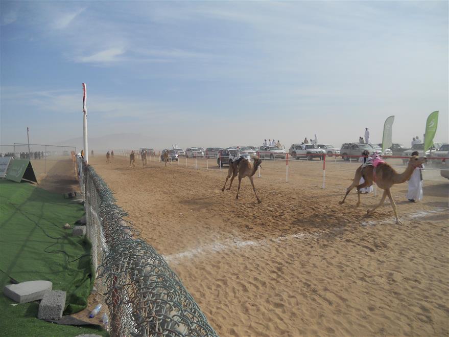 سباق للهجن بسيح الرمث بولاية جعلان بني بو علي