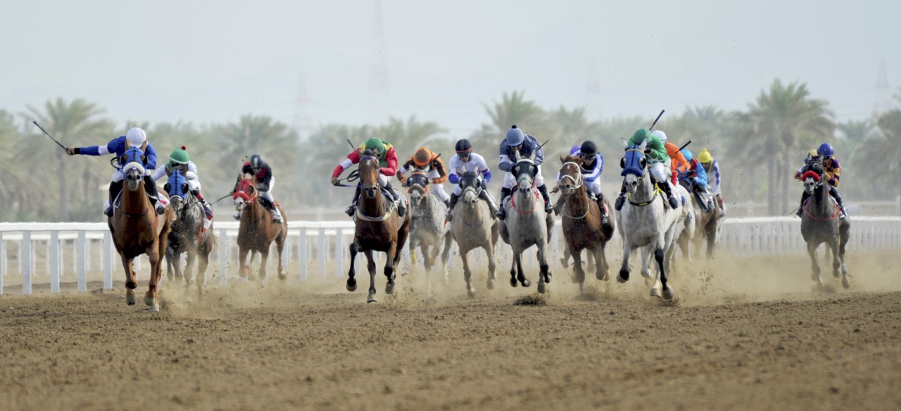 سباق الخيل الثامن على مضمار الرحبة