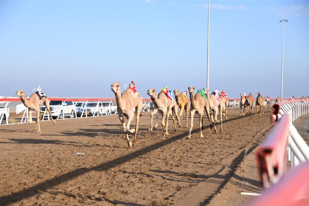 لليوم الثاني..تواصل منافسات السباق التأهيلي الثاني للهجن بولاية أدم