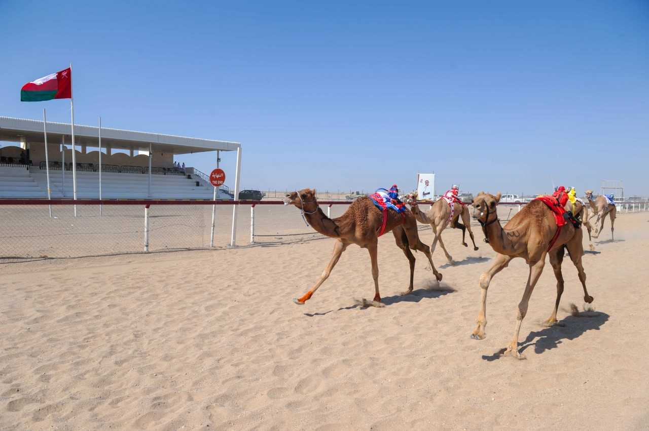 انطلاقة فعاليات المهرجان السنوي لسباقات الهجن