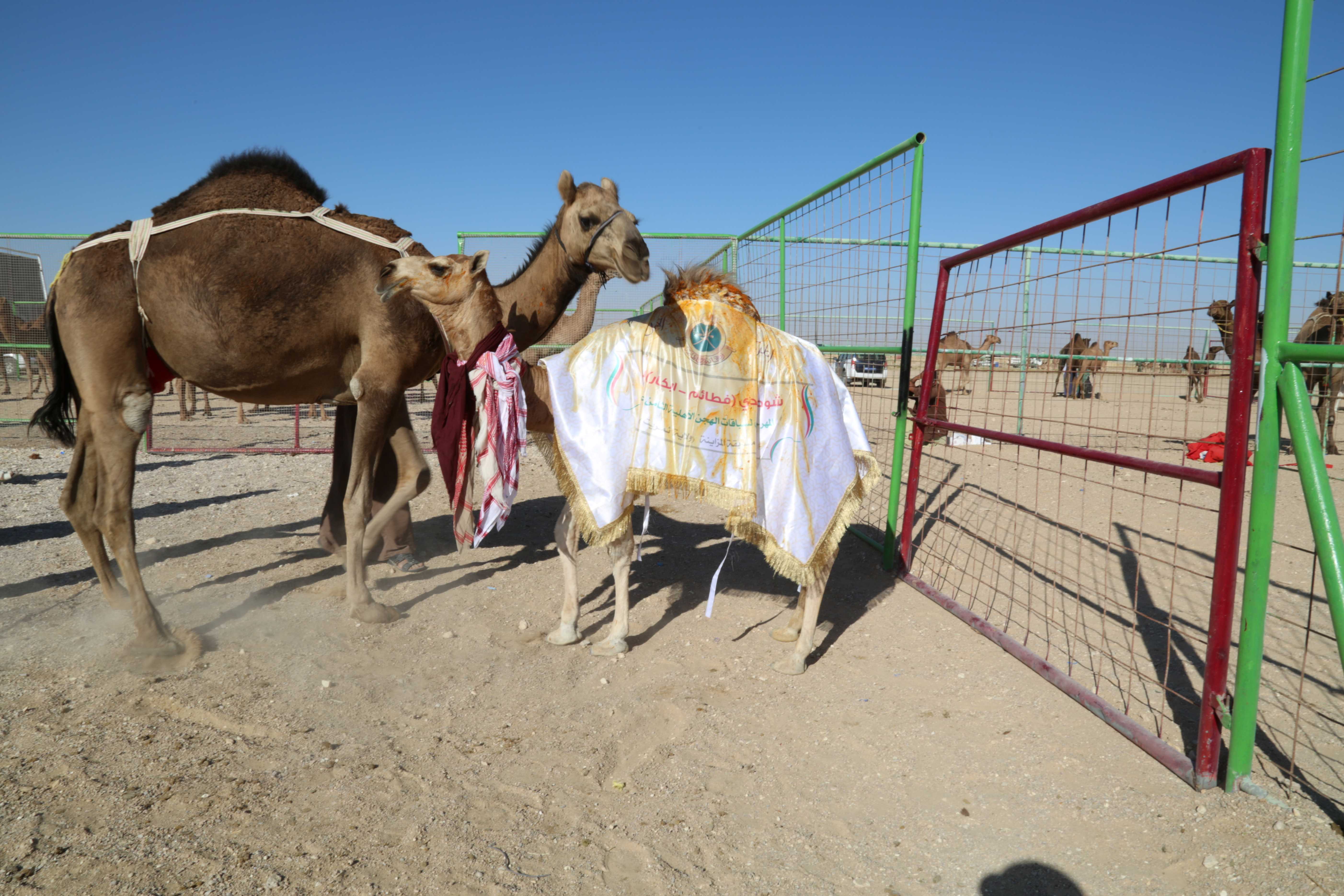 استمرار منافسات المزاينة بولاية ثمريت لليوم الثالث ضمن المهرجان السنوي للهجن الأهلية