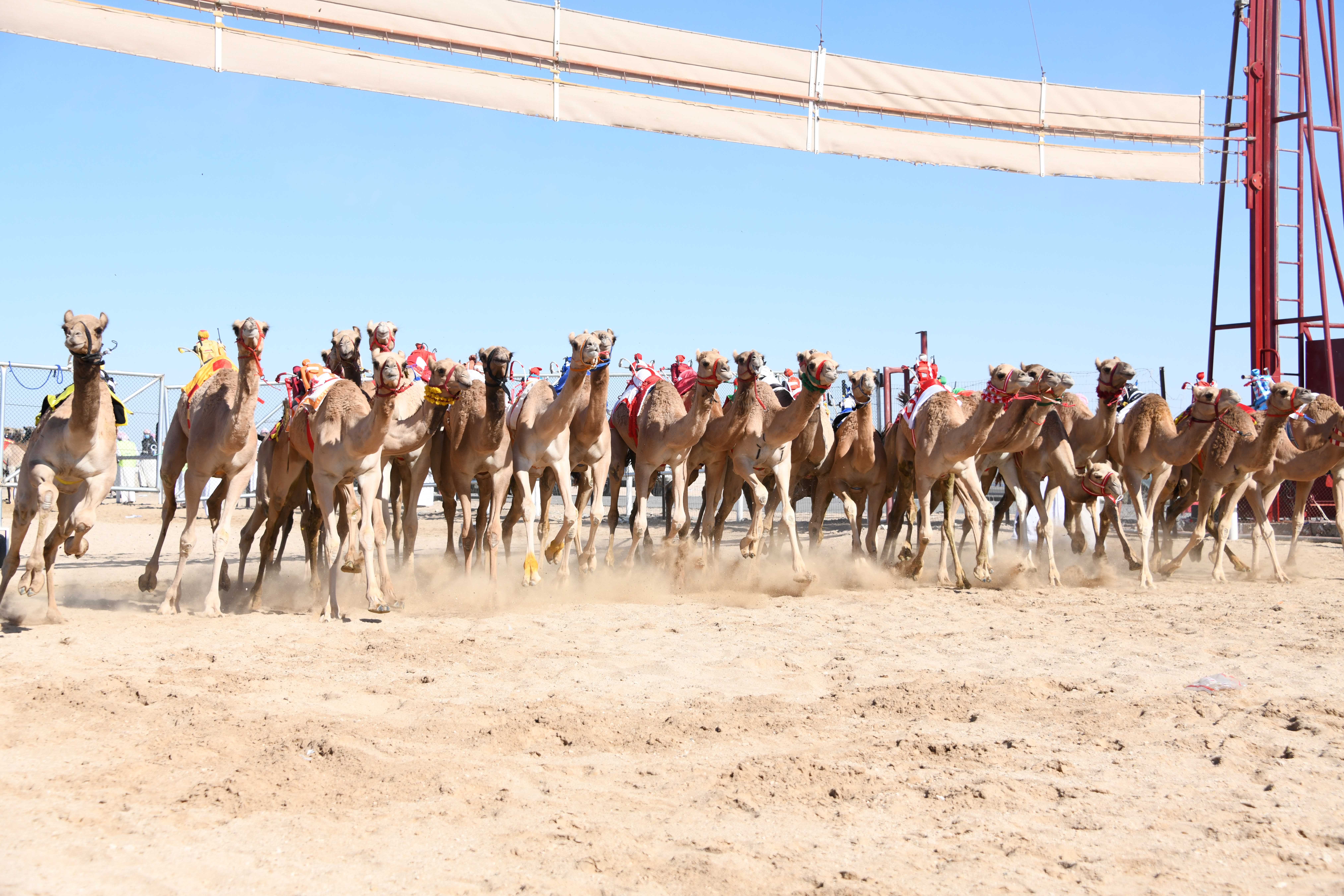 تنافس قوي تشهده الانطلاقة الأولى لسباقات الهجن الأهلية بولاية المضيبي