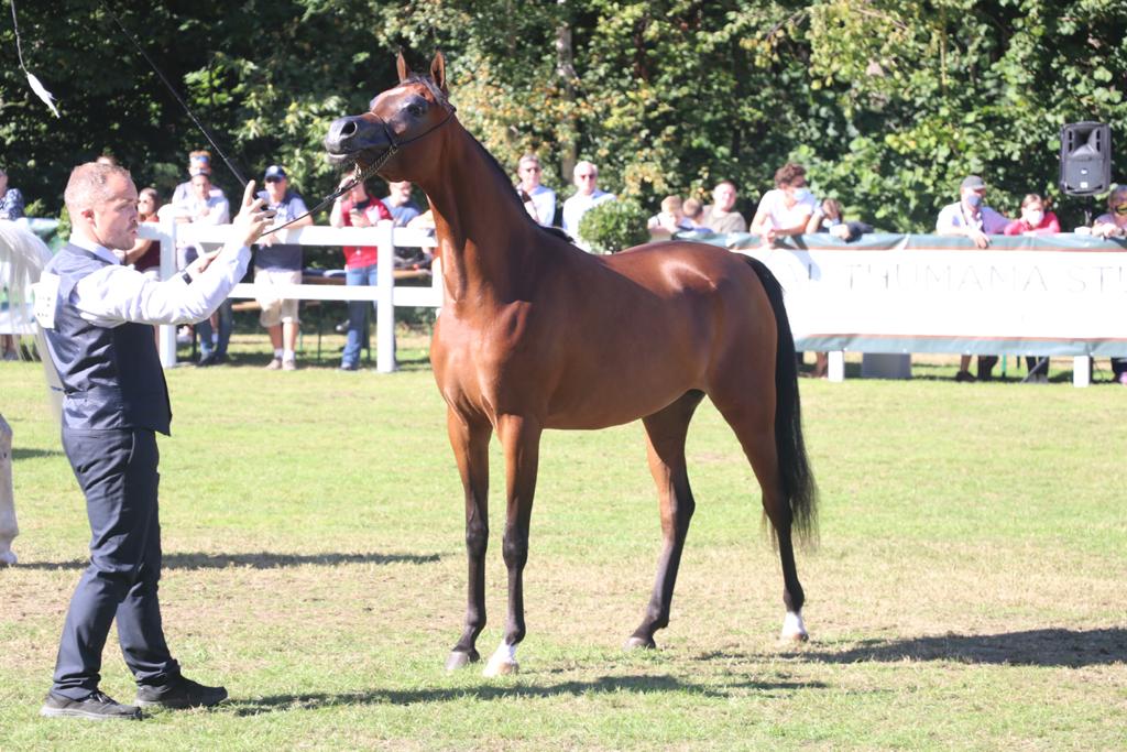 نتائج متقدمة للخيالة السلطانية في بطولة بروج البلجيكية لجمال الخيل العربية