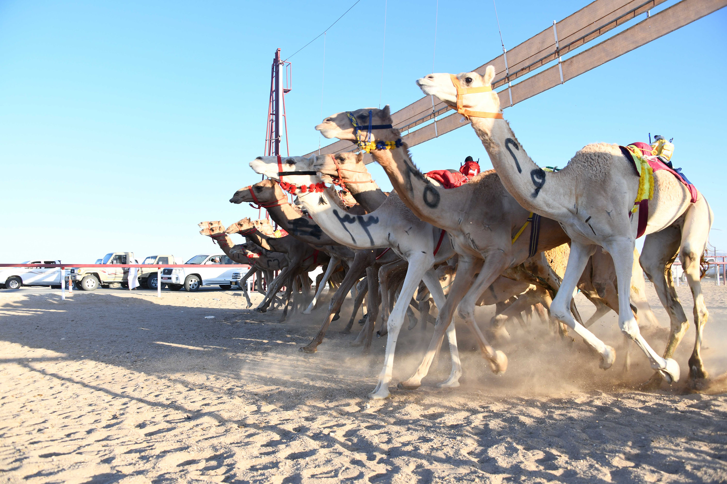 ختام مسابقة المزاينة بولاية ثمريت وانطلاق السباق التنافسي