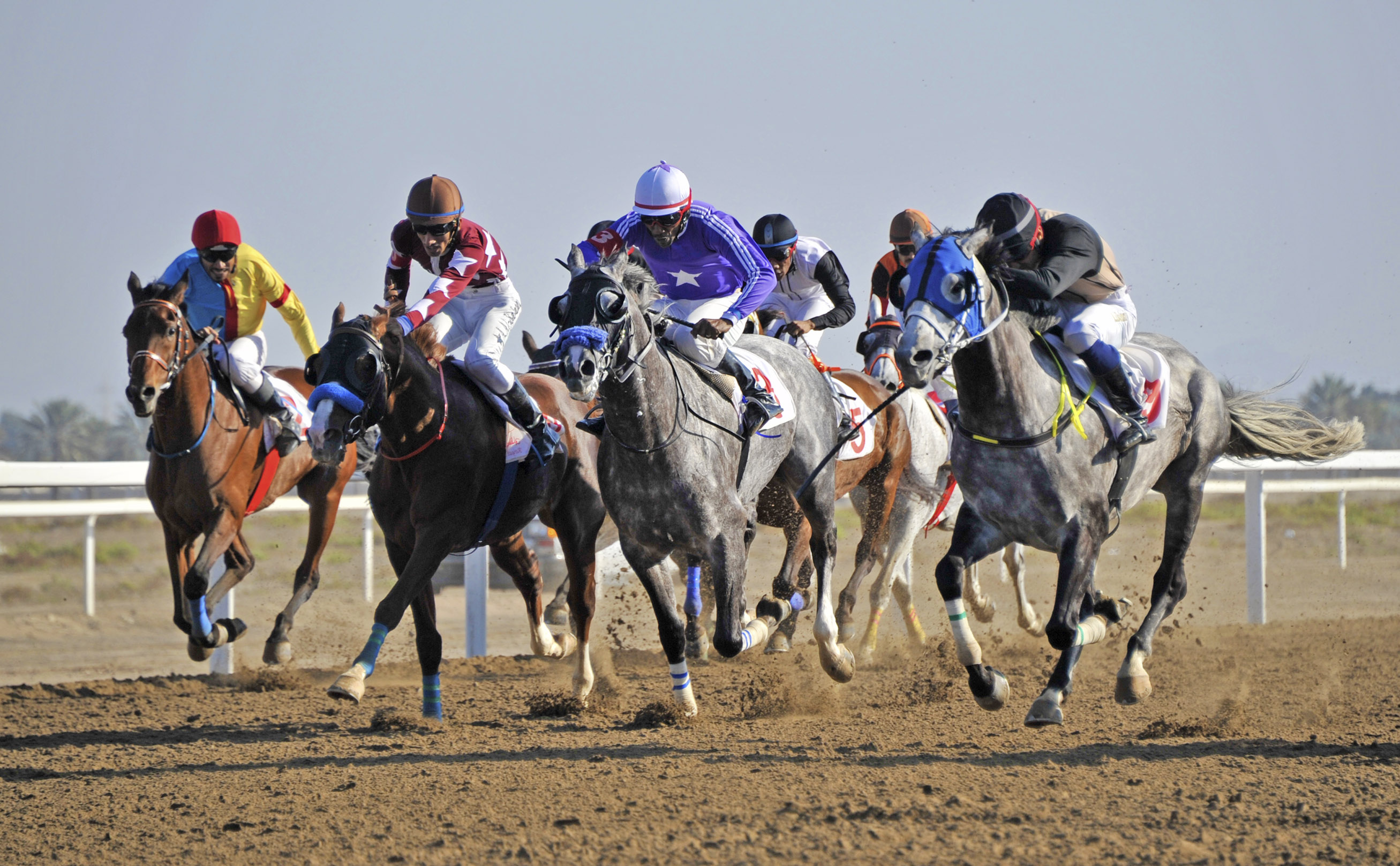 السبت مضمار الرحبة يشهد سباق الخيل الخامس