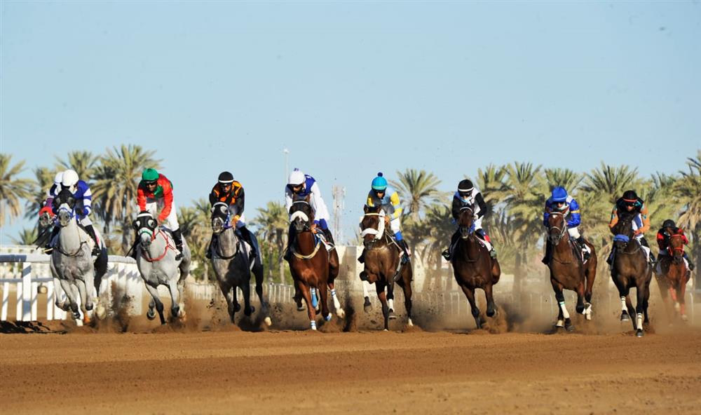 120 خيلًا تتنافس غدًا في سباق الخيل التاسع بمضمار الرحبة