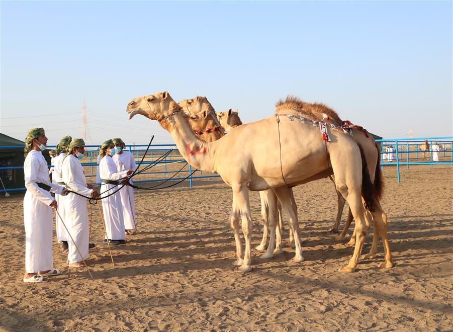 تواصل منافسات مسابقة المزاينة بولاية بركاء لليوم الثالث