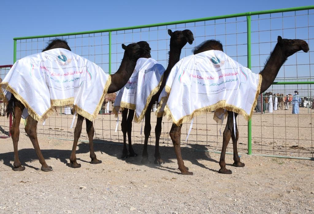 تواصل منافسات مسابقة المزاينة بولاية ثمريت