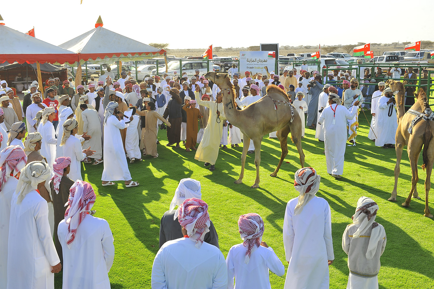 إنطلاق مهرجان مزاينة الهجن بالمصنعة