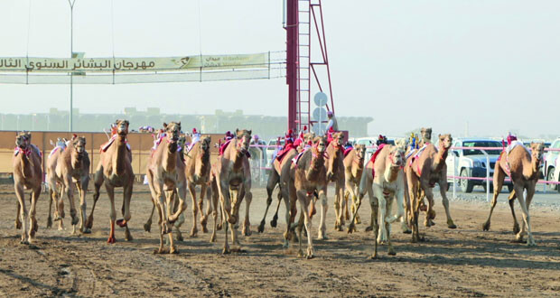 بعد غدٍ.. انطلاق منافسات مهرجان البشائر الرابع لسباقات الهجن بمشاركة خليجيّة