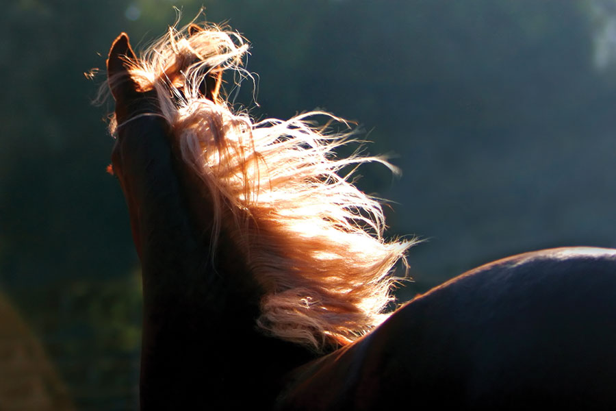 أهمية تنظيف وتعقيم مرابط الخيل