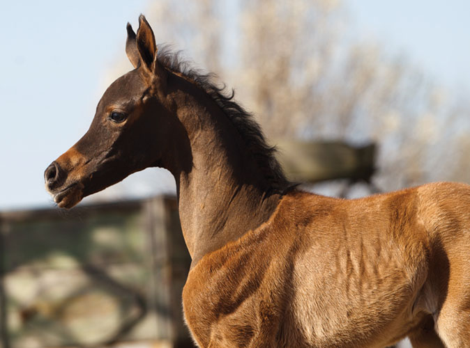 حلاقة شعر الأمهار