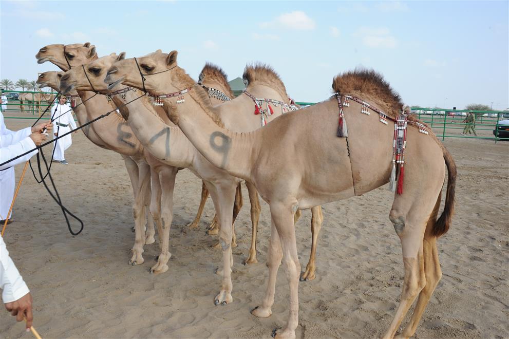 منافسات اليوم الثاني لمزاينة الإبل بالفليج ببركاء