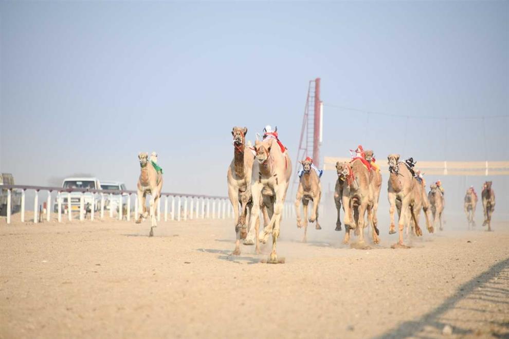 المحطة السادسة من المهرجان السنوي لسباقات الهجن تنطلق بعد غد بصحار