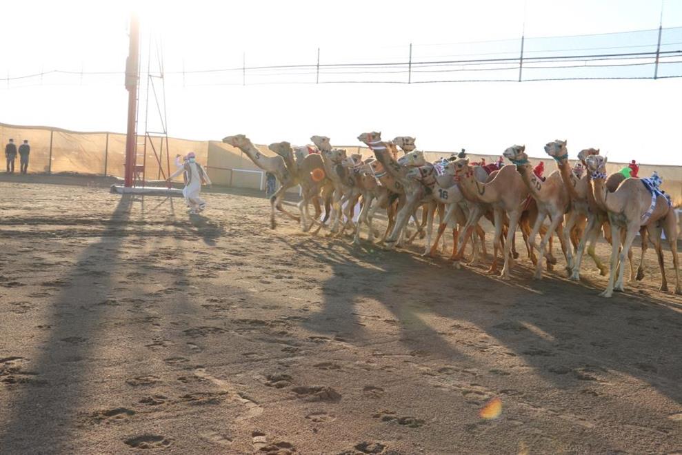 لليوم الرابع ..تواصل منافسات مهرجان البشائرالسنوي الرابع للهجن بأدم