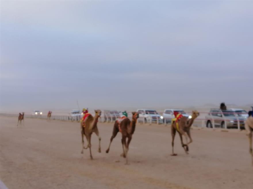 منافسات سباق الهجن بولاية ثمريت