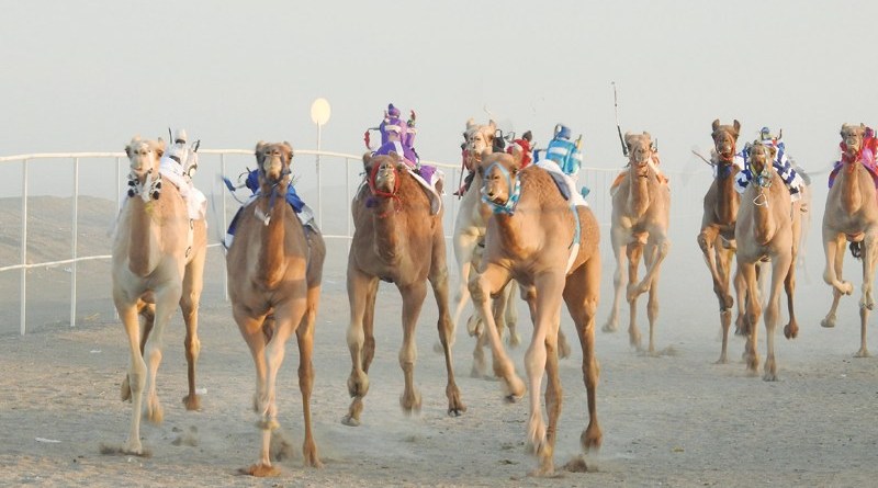 بدء تسجيل الهجن لتركيب الشريحة الإلكترونية غدًا