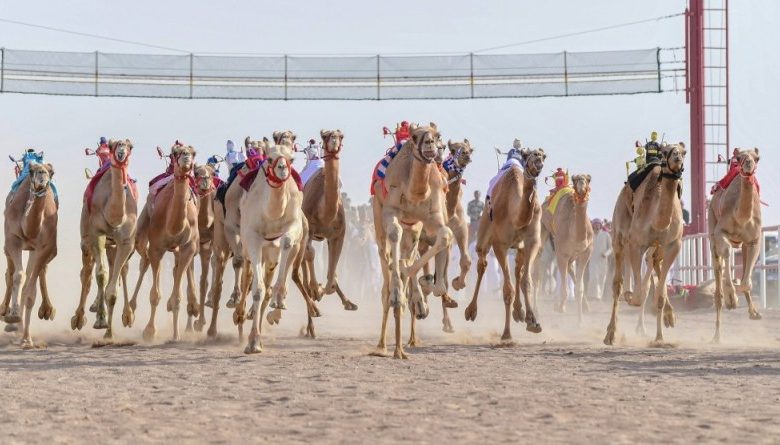 إستئناف سباقات الهجن بدون جمهور