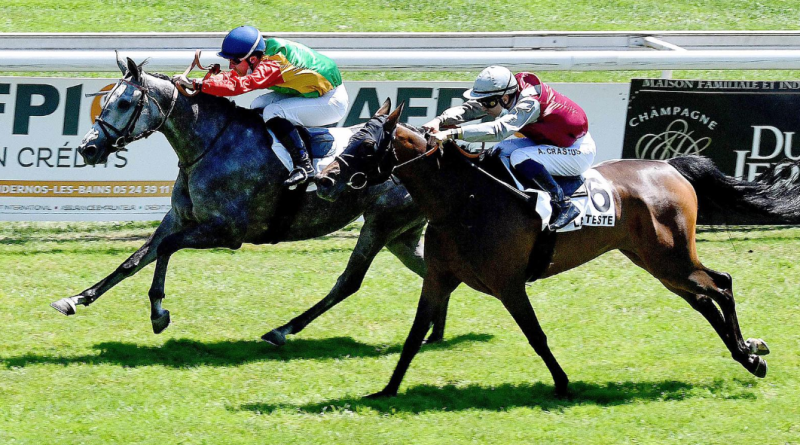 فوز الفرس قمرية للخيالة السلطانية بالمركز الأول بفرنسا