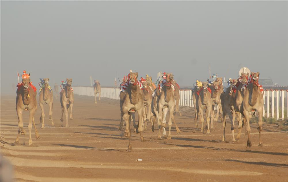 15 شوطًا في سباق الهجن بالمضيبي