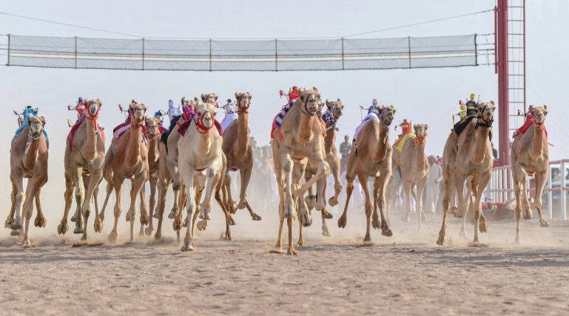الأربعاء القادم: انطلاق المحطة الرابعة من سباقات الهجن الأهلية بميدان البشائر بأدم