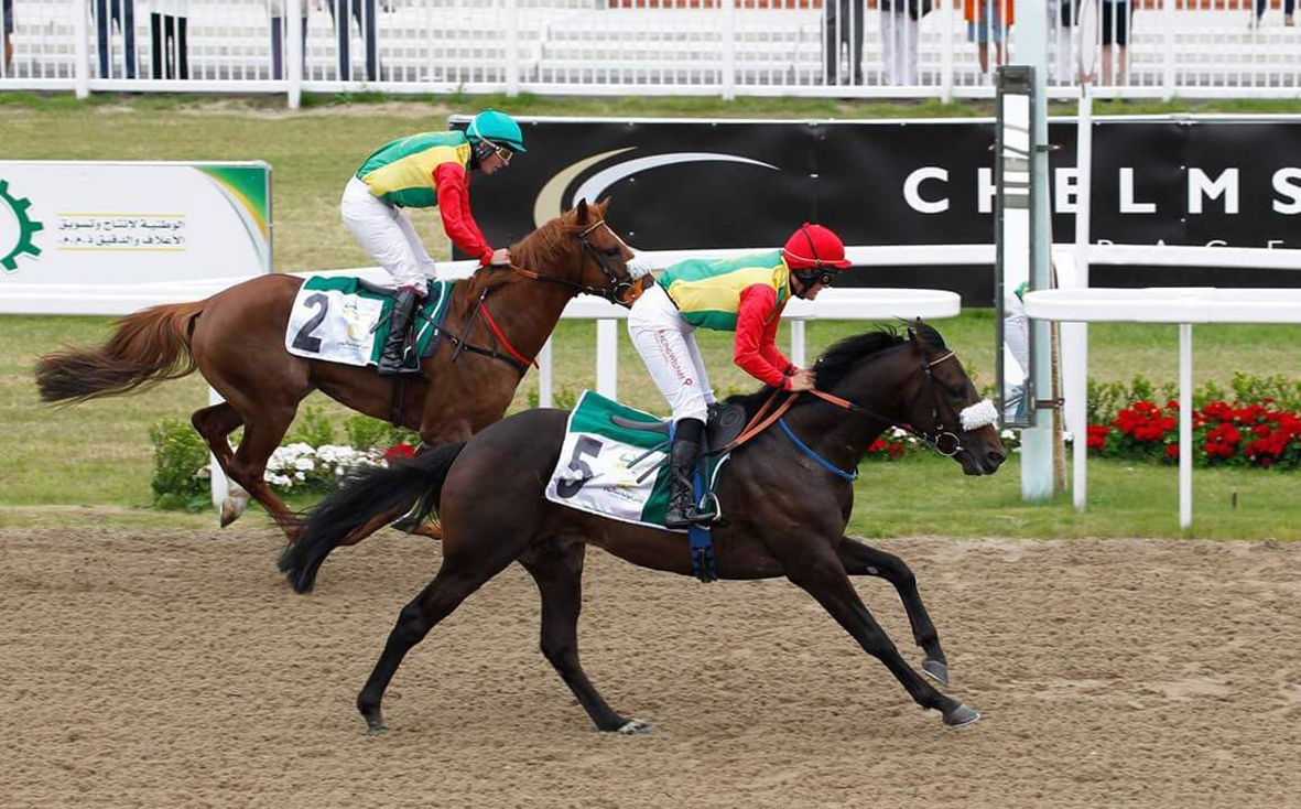 خيول الخيالة السلطانية تتألق على مضمار تشيلمسفورد البريطاني