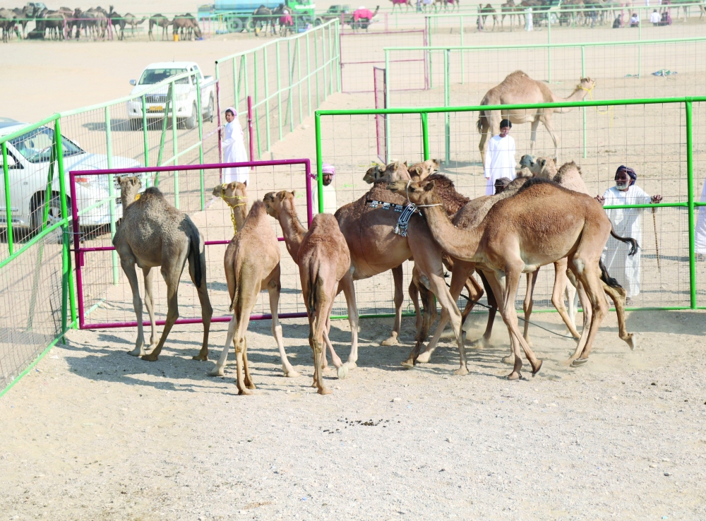 غدًا الأربعاء.. ختام مسابقة المزاينة وانطلاق السباق التنافسي للهجن بثمريت