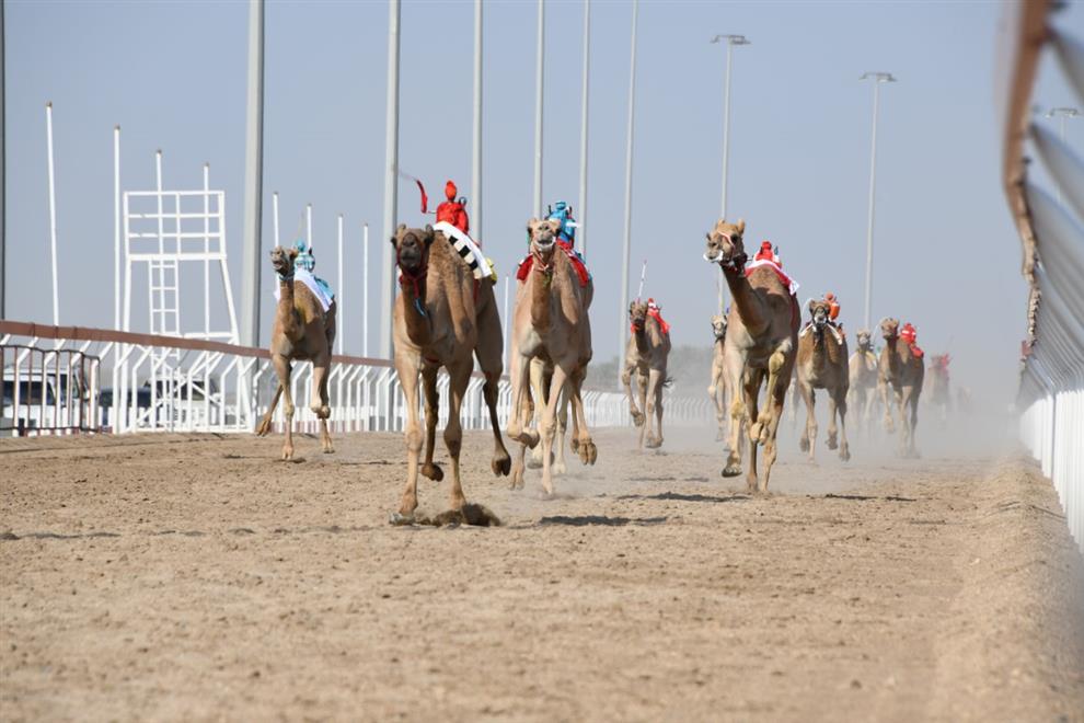 اختتام منافسات سباق الهجن الأهلية بولاية أدم